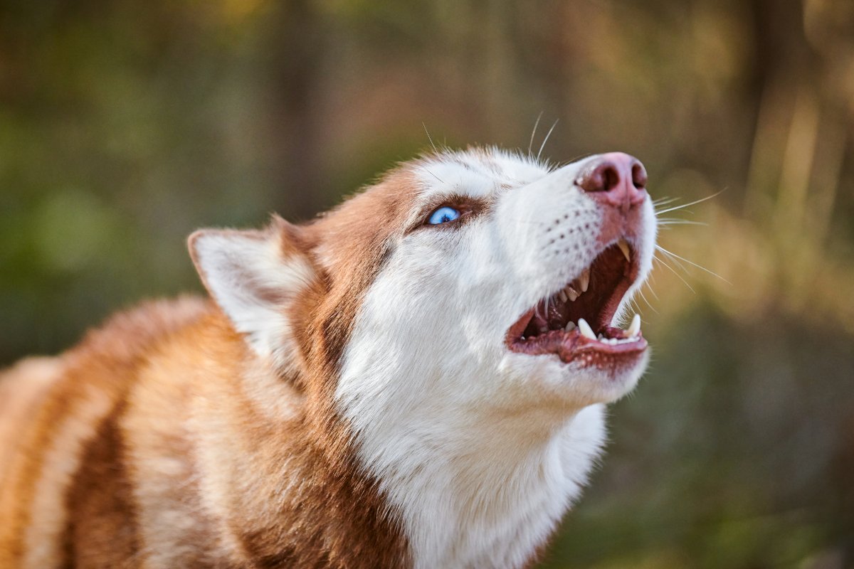 Spada Law Group LP 10